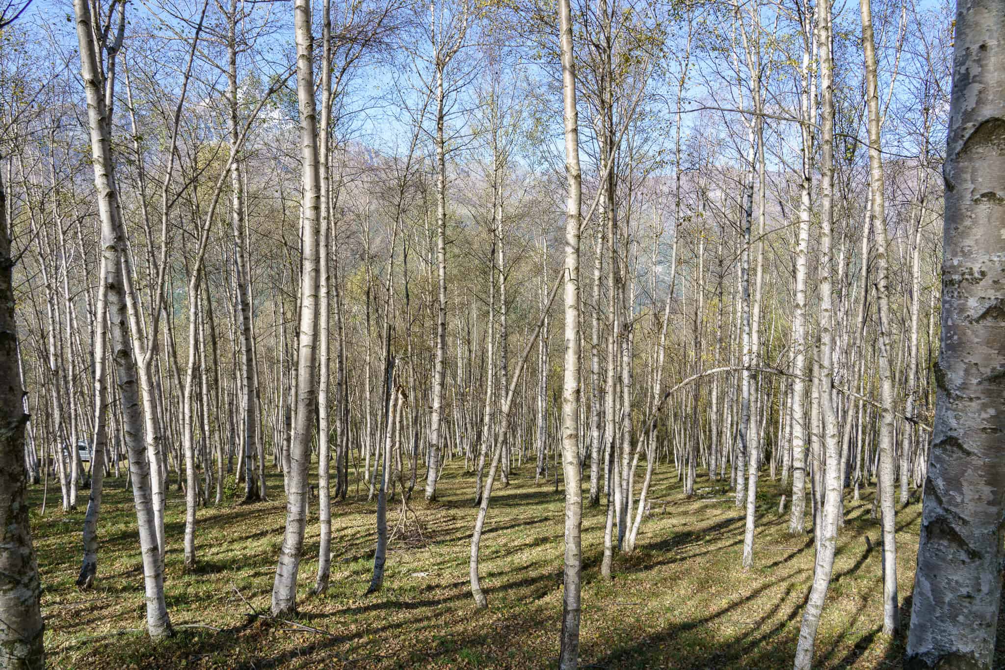 Il Bosco della Formica