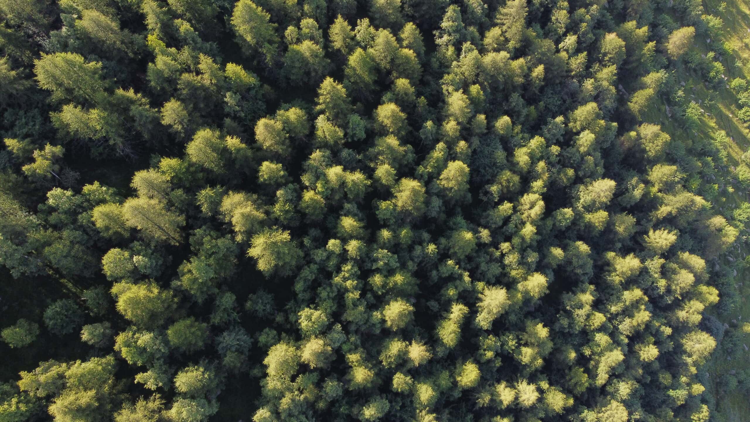 Biodiversità ed ecosistema forestale
