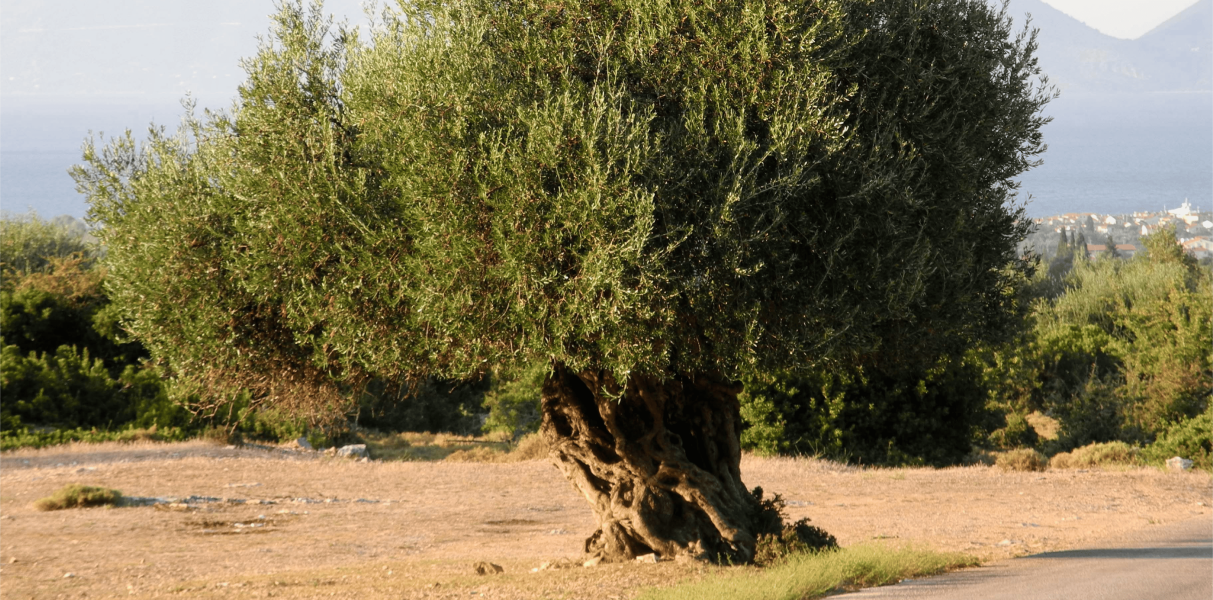 alberi monumentali alberi monumentali