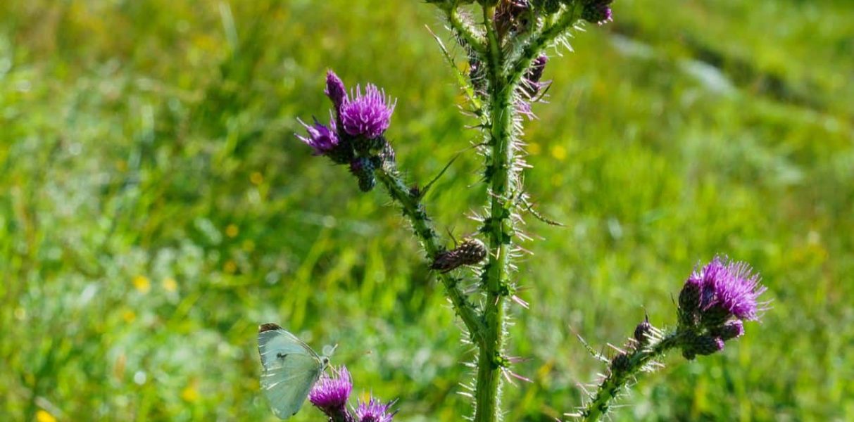 valorizzare-la-biodiversità valorizzare-la-biodiversità